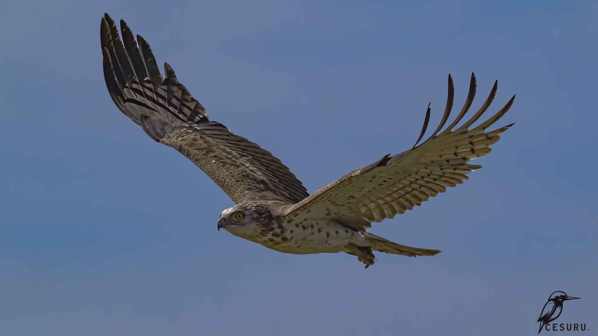 Yılan kartalı